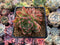 Echeveria Agavoides 'Angela Star' Cluster 3" Succulent Plant