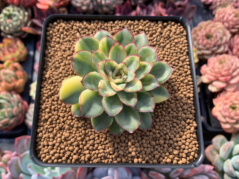 Echeveria 'Pulidonis' Variegated 2"-3" Succulent Plant