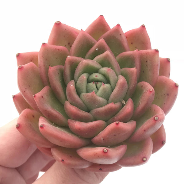 Echeveria Agavoides Gilva 3” Rare Succulent Plant