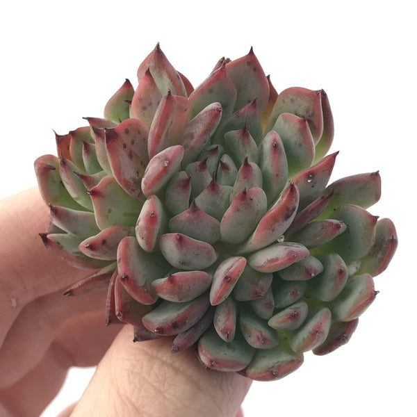 Echeveria 'Vivace' 1"-2" Succulent Plant