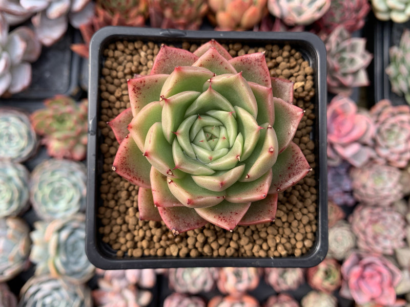 Echeveria Agavoides 'Spicy' 2"-3" Succulent Plant