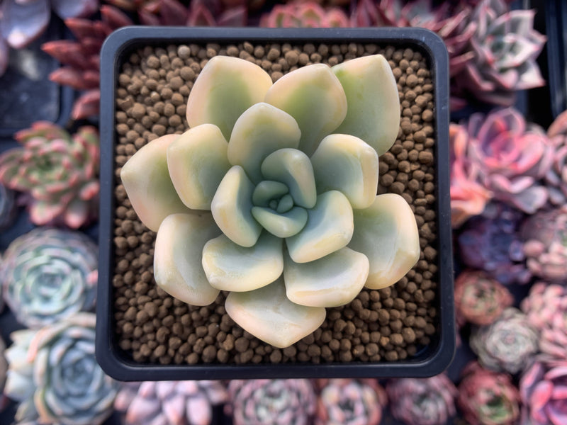 Graptoveria 'Opalina' Variegated 3" Succulent Plant