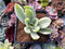 Graptoveria 'Fred Ives' Variegated 4" Succulent Plant *Cutting*