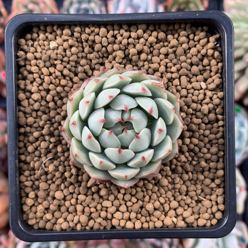 Echeveria 'Yeonji' 1" New Hybrid Succulent Plant