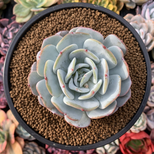 Echeveria 'Mont Blanc' 4" Powdery Succulent Plant