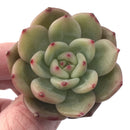 Echeveria Agavoides 'Monroe Chanel' 1" Succulent Plant