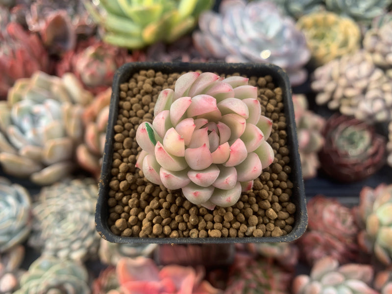 Echeveria 'Mebina' Variegated 1" Succulent Plant