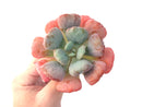 Echeveria 'Hearts Delight' 4" Succulent Plant