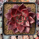 Echeveria Agavoides 'Luming' 4" Succulent Plant