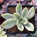 Graptoveria 'Fred Ives' Variegated 4" Succulent Plant *Cutting*