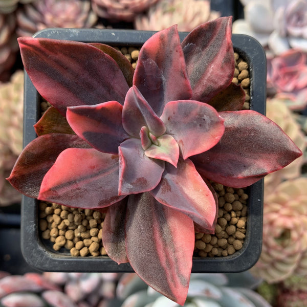 Echeveria 'Hanaikada' Variegated 3" Succulent Plant