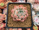 Echeveria 'Colby' 2" Succulent Plant