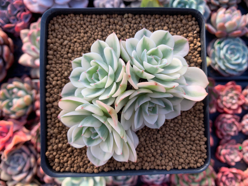 Echeveria 'Compton Carousel' Variegated 4" Succulent Plant