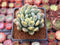 Pachyveria 'Walth' Variegated 2" Rare Succulent Plant