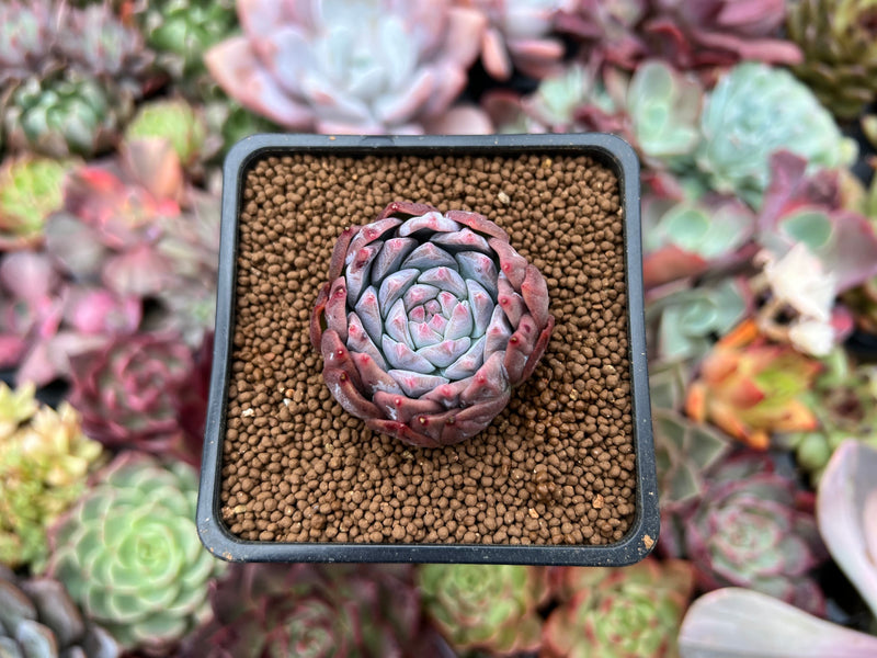 Echeveria 'Anchez Mejoradae' 1"-2" Seed-grown Succulent Plant