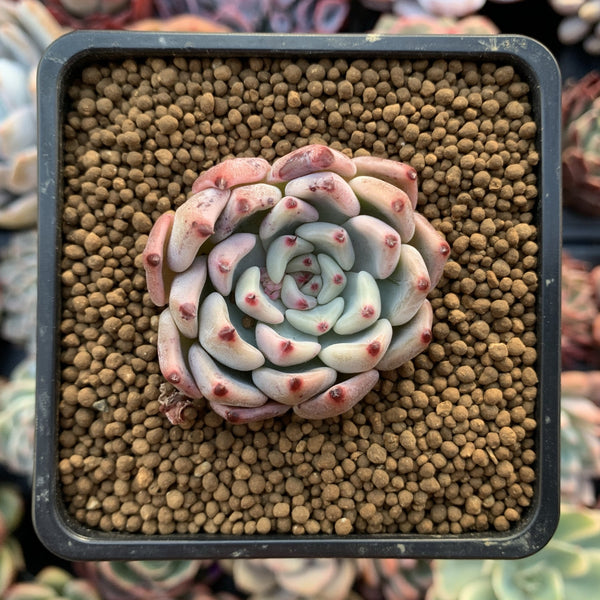 Echeveria 'Cherry Blossom Ending' 2" Succulent Plant