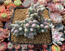 Pachyphytum 'Baby Finger' 3" Succulent Plant