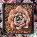 Echeveria Agavoides 'Timmo' 1" Succulent Plant