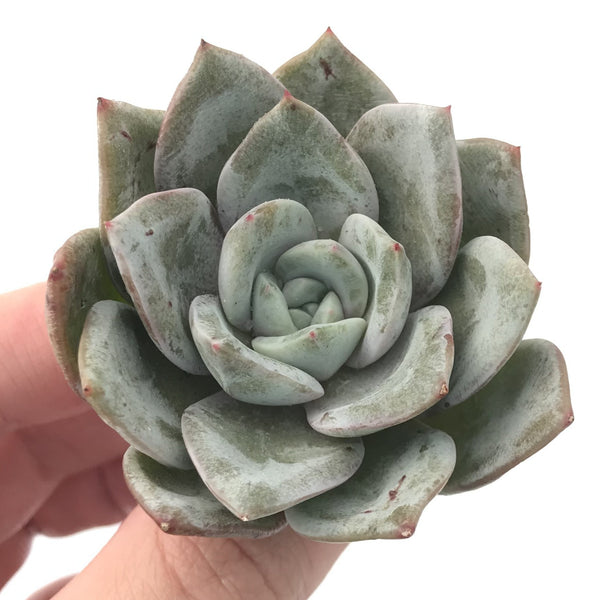 Echeveria 'German Champaign' 2"-3" Powdery Succulent Plant