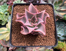 Echeveria 'Madiba' 2" Succulent Plant