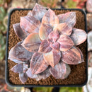 Quetzalcoatlia 'Pentandra Superba' Variegated 2" Succulent Plant (Formerly Graptopetalum 'Pentandrum Superbum' Variegated)