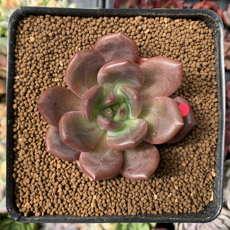 Echeveria 'Baekya' 2"-3" Succulent Plant