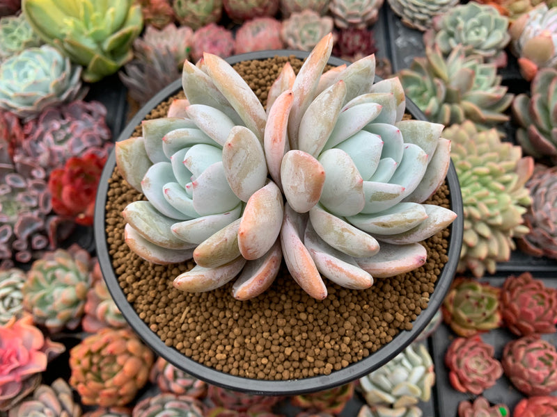 Echeveria 'Ivory' 5" Powdery Succulent Plant