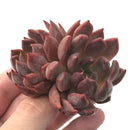 Echeveria Agavoides 'Magic Plot' Double Headed Cluster 3" Succulent Plant