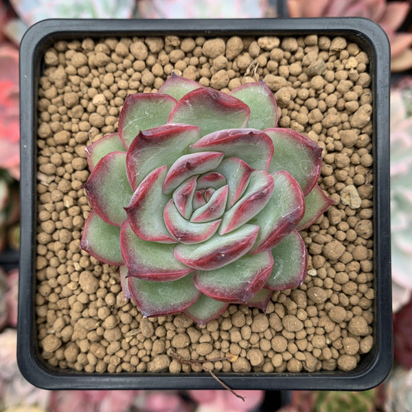 Echeveria 'Coroky' 2" Succulent Plant