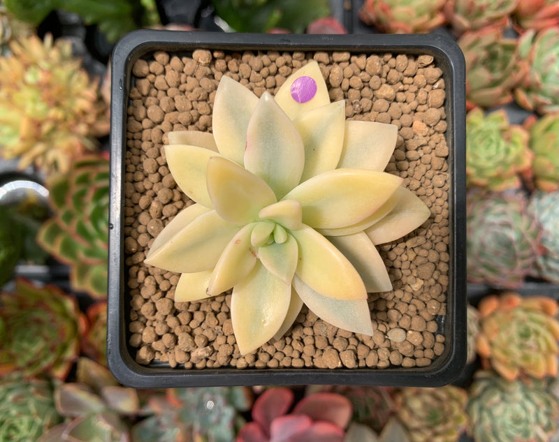 Graptopetalum 'Paraguayensis Awayuki' Highly Variegated 2" Succulent Plant