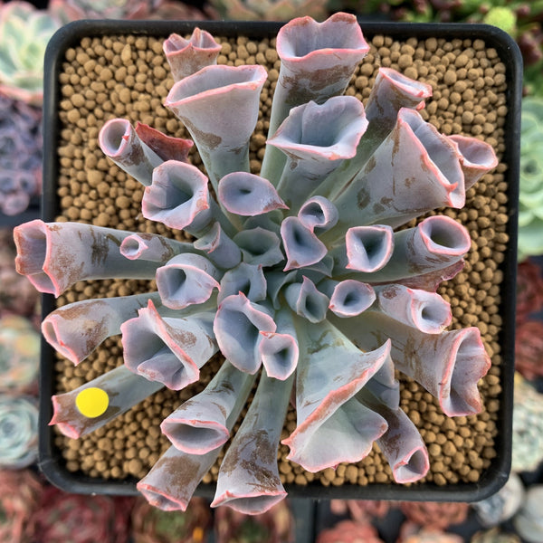 Echeveria 'Trumpet Pinky' 4" Succulent Plant