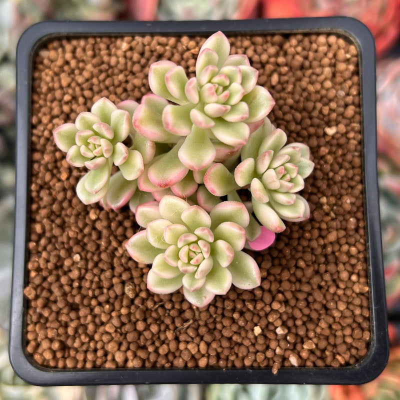 Sedum 'Joyce Tulloch' Variegated 1" Succulent Plant