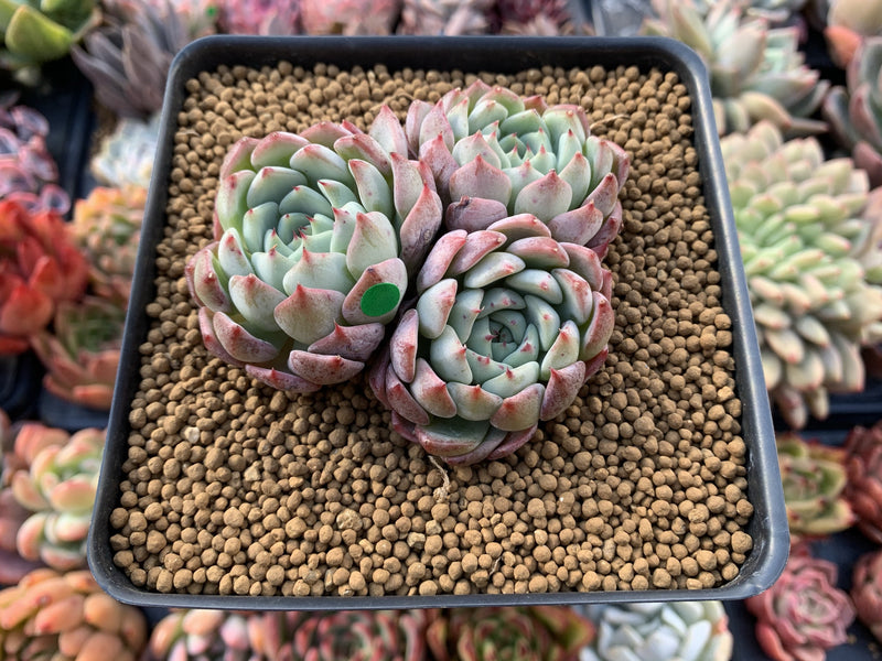 Echeveria 'Aarons' 3” Cluster Rare Succulent Plant