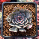 Echeveria 'Strictiflora' 2" Succulent Plant