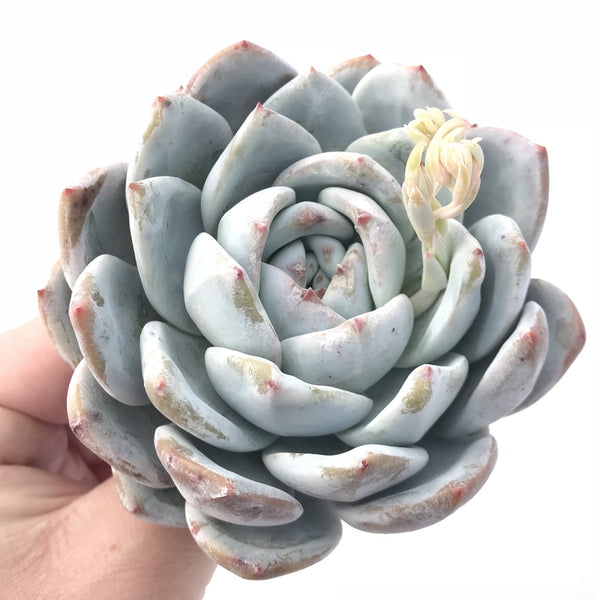 Echeveria Ivory 3”-4” Rare Succulent Plant