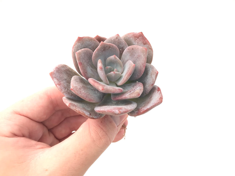 Echeveria 'Missing You' 3" Powdery Rare Succulent Plant