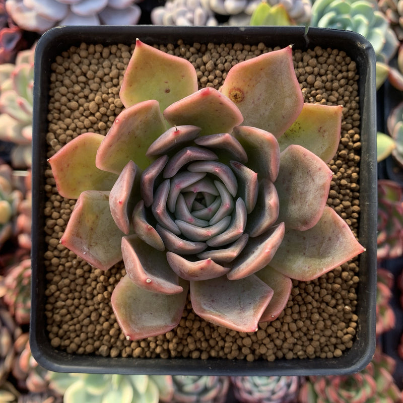 Echeveria 'Nocturnal' 2"-3" Succulent Plant