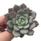 Echeveria sp. 3" Succulent Plant