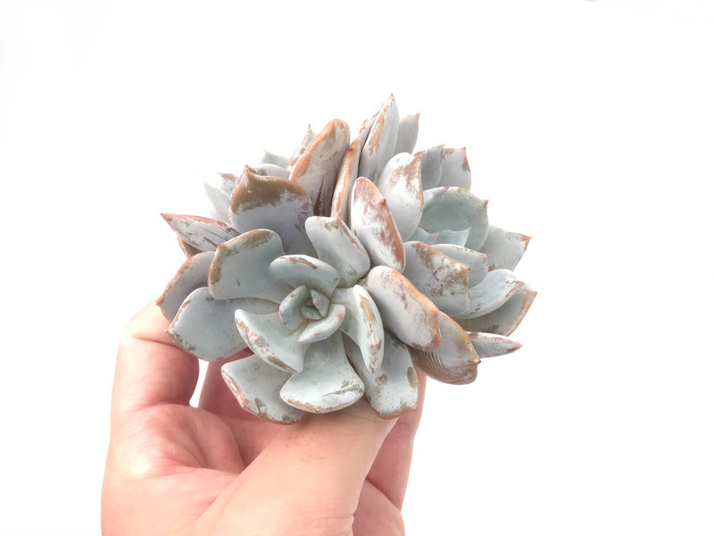 Echeveria 'Diane' Cluster 5" Powdery Succulent Plant