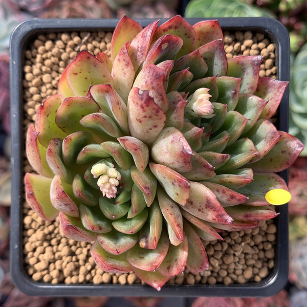 Echeveria Agavoides 'Polerence' 3" Succulent Plant