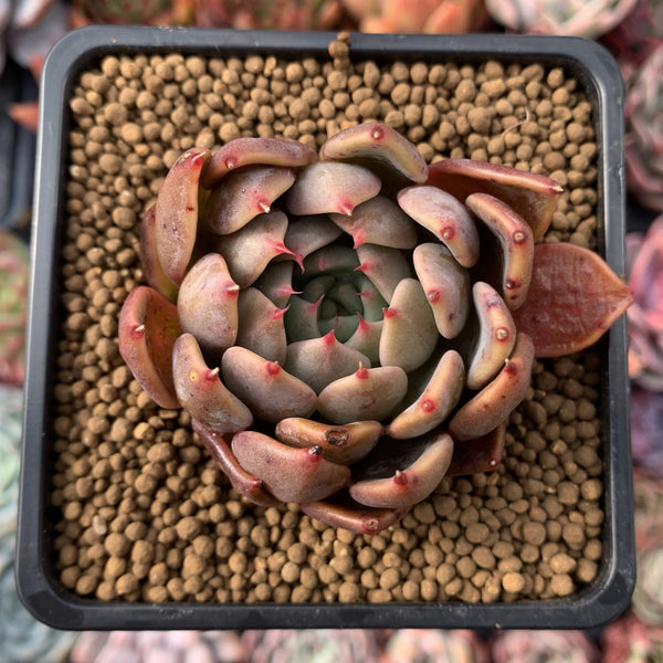 Echeveria Agavoides 'Magic Plot' 2" Succulent Plant