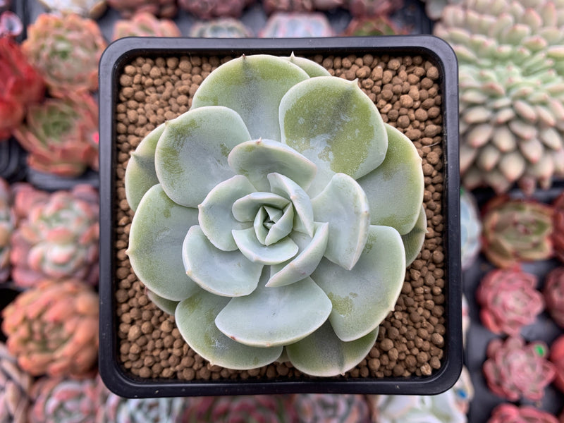 Echeveria 'Akaihosi' Unique Variegation 2" Succulent Plant