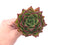 Echeveria Agavoides 'Ebony’ 4” Rare Succulent Plant