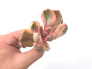 Echeveria 'Golden State' Variegated 2"-3" Succulent Plant