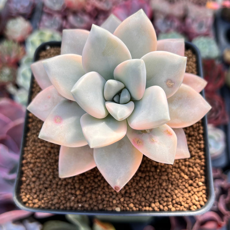 Graptopetalum 'Paraguayensis Awayuki' 2" Succulent Plant