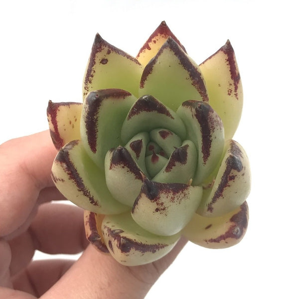 Echeveria Agavoides ‘Black Edge’ 1”-2” Succulent Plant