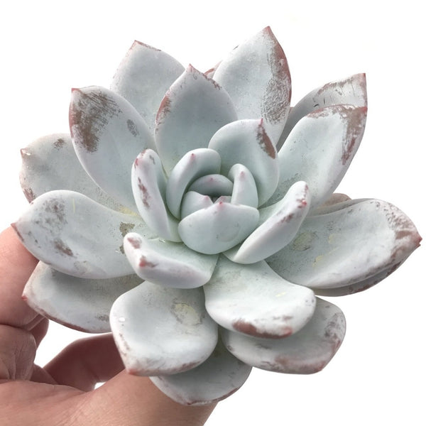 Echeveria 'Ivory' 5" Powdery Succulent Plant