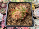 Echeveria Agavoides 'Nominoe' Crested 3" Succulent Plant