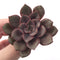 Echeveria 'Mina' 4" Succulent Plant