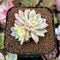 Echeveria 'Mebina' Variegated 1" Succulent Plant